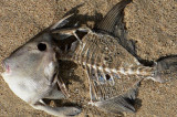 Is Rahmbo Soon To Be A Dead Fish In The White House Fish Bowl? Is Rahmbo Soon To Be A Dead Fish In The White House Fish Bowl?