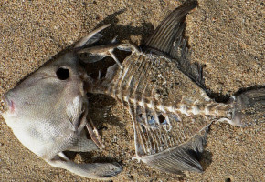 Is Rahmbo Soon To Be A Dead Fish In The White House Fish Bowl? Is Rahmbo Soon To Be A Dead Fish In The White House Fish Bowl?