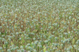 Afghan Farmers Blame NATO For Opium Poppies Fungus Afghan Farmers Blame NATO For Opium Poppies Fungus