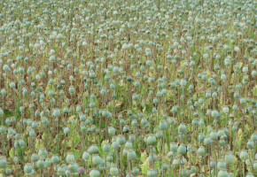 Afghan Farmers Blame NATO For Opium Poppies Fungus Afghan Farmers Blame NATO For Opium Poppies Fungus