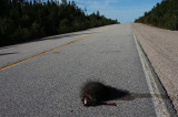 Do Americans Want To Be The Road Kills On Rove’s Crossroads? Do Americans Want To Be The Road Kills On Rove’s Crossroads?