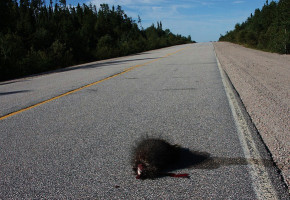 Do Americans Want To Be The Road Kills On Rove’s Crossroads? Do Americans Want To Be The Road Kills On Rove’s Crossroads?
