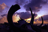 Is Eco-Socialism a Viable Option to Global Disaster Capitalism? Is Eco-Socialism a Viable Option to Global Disaster Capitalism?