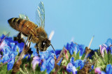 The Bee’s Vanishing Act The Bee’s Vanishing Act
