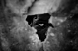 Hypothesis for a New Revolution in Haiti Hypothesis for a New Revolution in Haiti