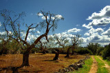 Is the Biotech Industry Behind the Destruction of Italy’s Olive trees?