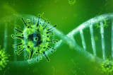 COVID-19: Questionable Coronavirus Evolution in Biosafety Level 4 Labs COVID-19: Questionable Coronavirus Evolution in Biosafety Level 4 Labs