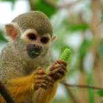 800px-saimiri_sciureus-1_luc_viatour