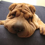 shar-pei