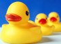 children toys usually contain phthalates.