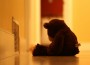 sadteddy