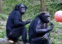 gay_bonobo_chimp_03_10
