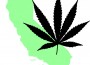 California_marijuana_template California_marijuana_template