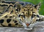 LeopardClouded LeopardClouded