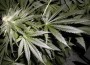 marijuana-leaves