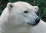 Beautiful bear!