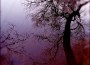 Dialogue Between Two Trees