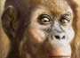 australopithecus.afarensis.j