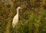 100603-G-2023P-002-BIRD_RELEASE A cattle egret wades in the marshes of the Sherburne Wildlife Management Area in Ramah, LA. (Photo: Coast Guard)