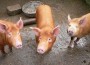 Three Little Pigs