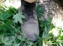 Cop Boot Stomps Marijuana Cop Boot Stomps Marijuana