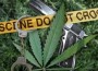 drugs-marijuana-handcuffs_0.img_assist_custom-250x169 drugs-marijuana-handcuffs_0.img_assist_custom-250x169