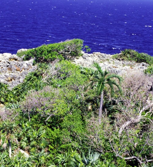 Navassa_PseudophoenixPalm_USGS