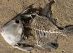 Is Rahmbo Soon To Be A Dead Fish In The White House Fish Bowl?