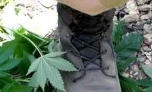 Marijuana Busts: ‘Where The Money Is’ For Police