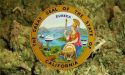 California ACLU Endorses Pot Legalization Measure